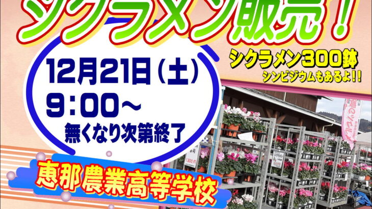 シクラメン販売